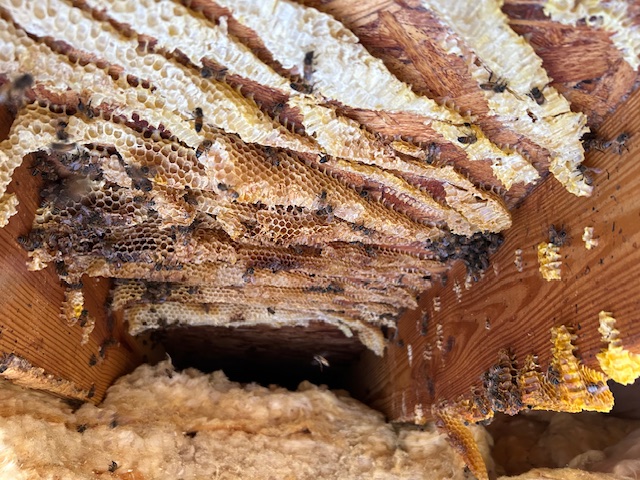 Bees removed