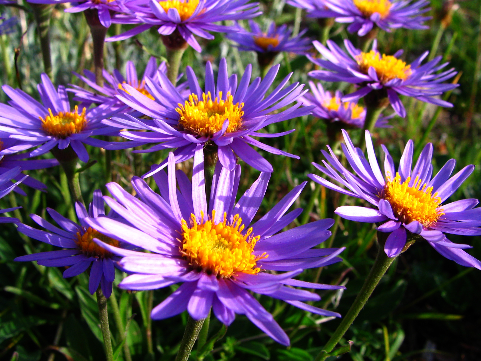 Wildflowers