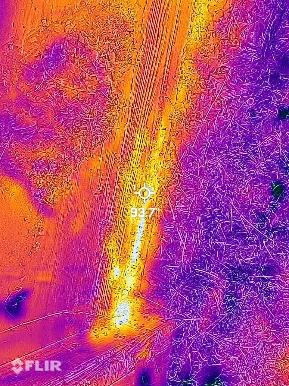 Bee's heat signature