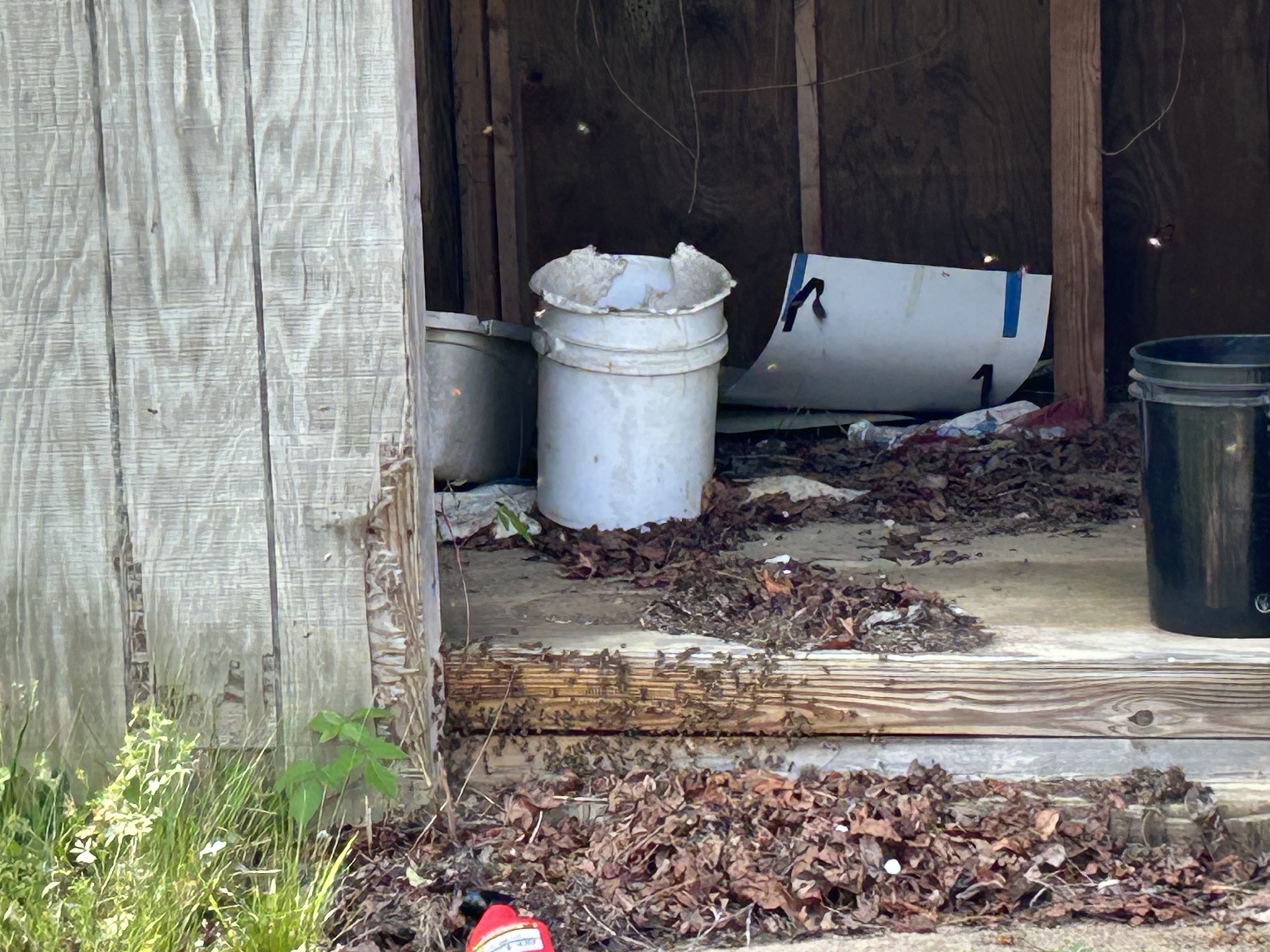 Bees entering building under front entrance
