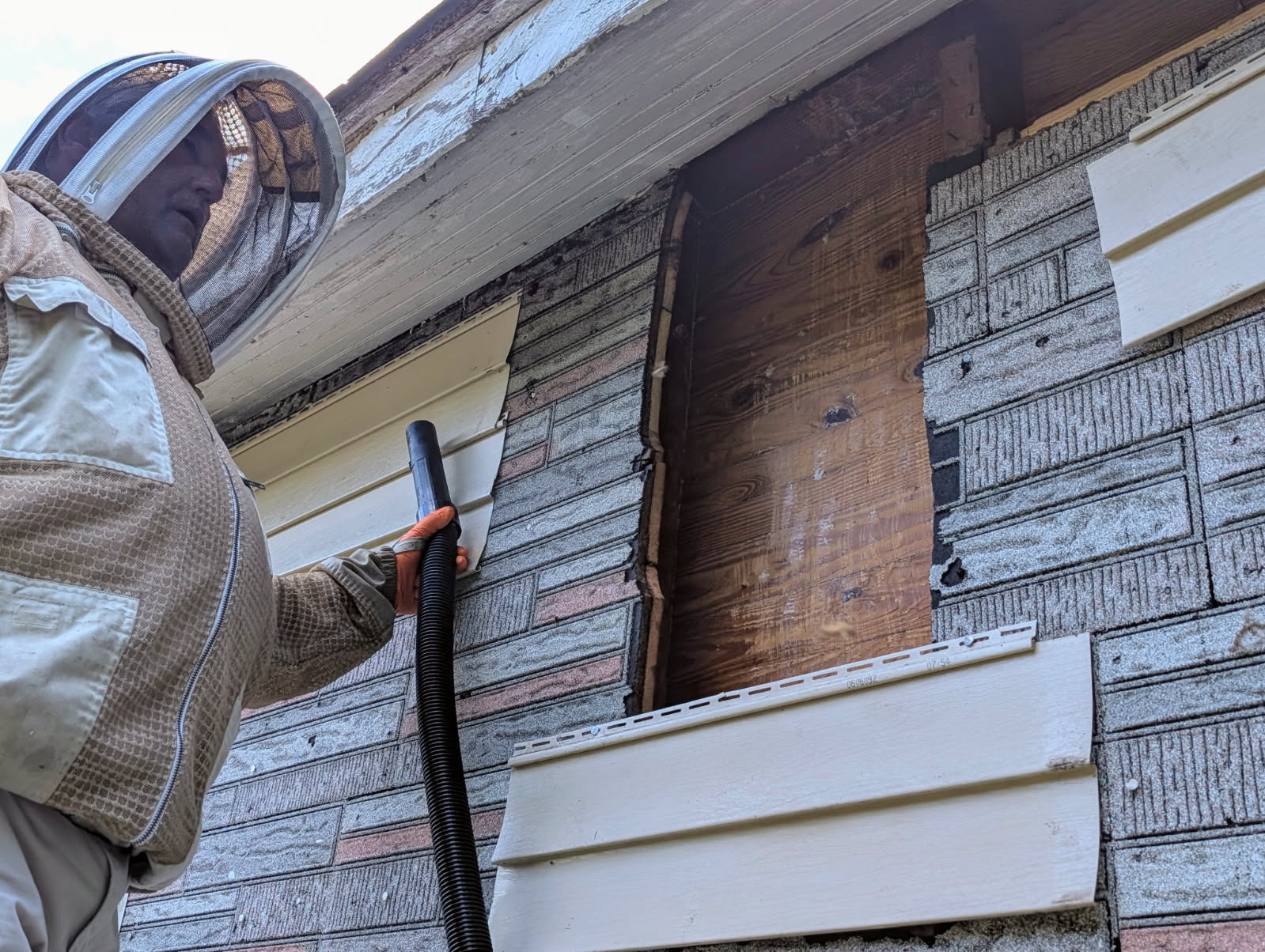 Bees removed