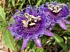 Passionflower aka Maypops
